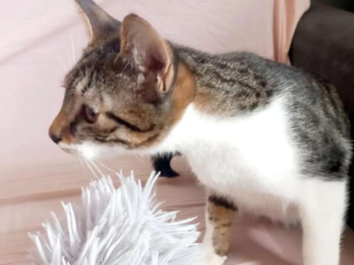 Chatonne de 4 mois disponible à l'adoption