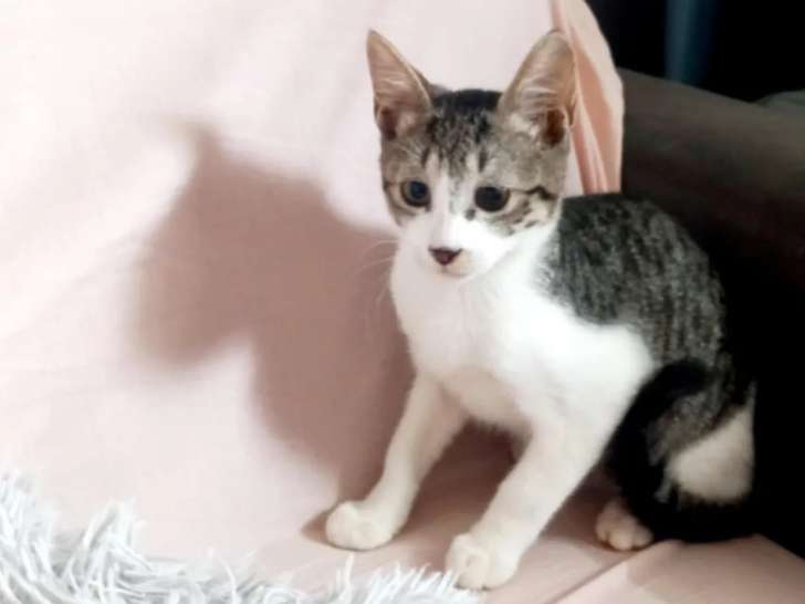 Chaton mâle tigré blanc en attente d'adoption