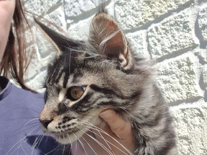 Femelle brown blotched tabby