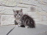 Femelle black silver blotched tabby