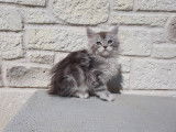 Femelle black silver blotched tabby