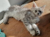 Femelle black silver mackerel tabby
