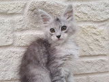 Femelle black silver mackerel tabby