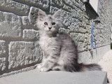 Femelle black silver mackerel tabby