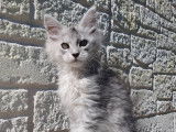 Femelle black silver mackerel tabby