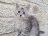 Femelle black silver mackerel tabby