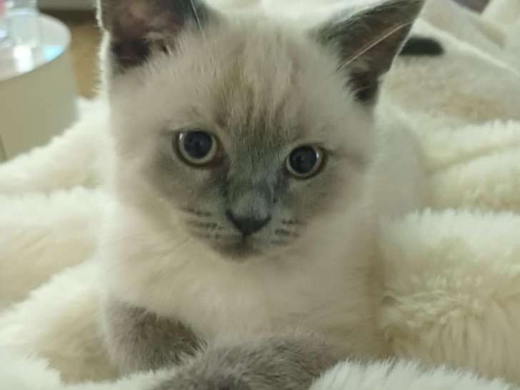 Chaton British Shortair colorpoint à vendre