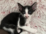 Un chatons Oriental Shorthair à vendre