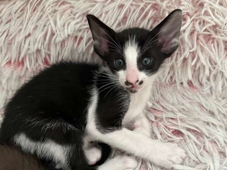 Un chatons Oriental Shorthair à vendre