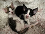 Un chatons Oriental Shorthair à vendre