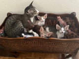 Un chatons Oriental Shorthair à vendre
