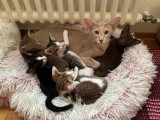 Un chatons Oriental Shorthair à vendre