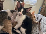 Un chatons Oriental Shorthair à vendre