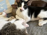 Un chatons Oriental Shorthair à vendre