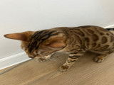 Chatonne Bengal à vendre
