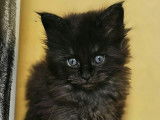 Chatons Maine Coon disponibles