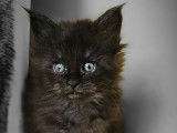 Chatons Maine Coon disponibles