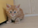 Chatons Maine Coon disponibles