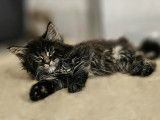 Chatons Maine Coon disponibles