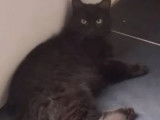 Disponible à l'adoption : chaton mâle noir