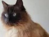 En attente d'adoption : 2 chats Sacrés de Birmanie gris