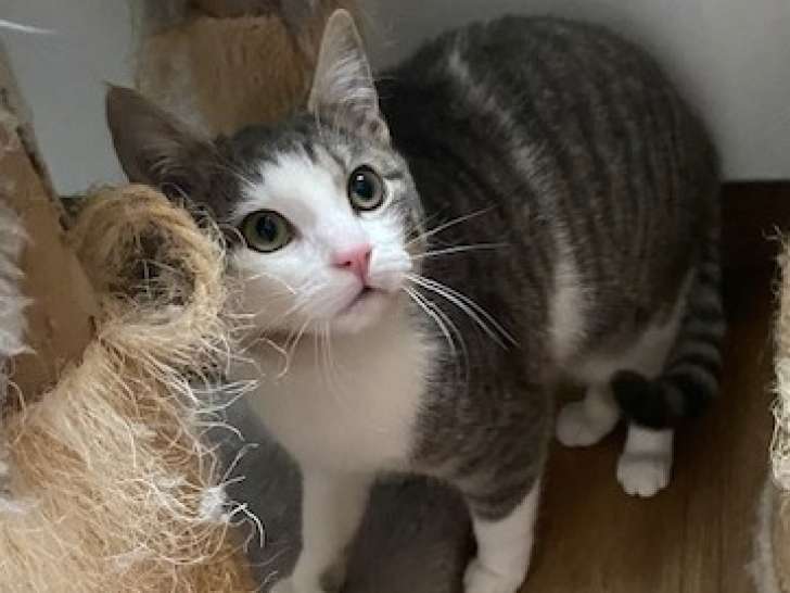 Prête pour l’adoption : chatonne de 7 mois