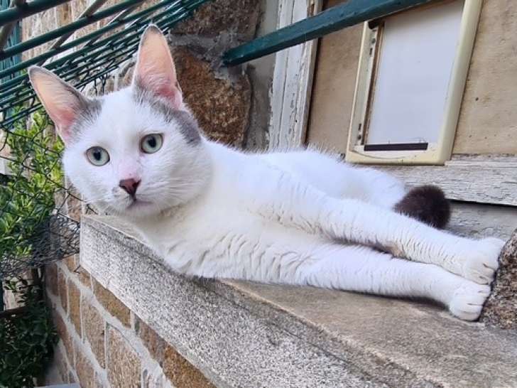 En attente d'une famille : chat blanc avec marque noire