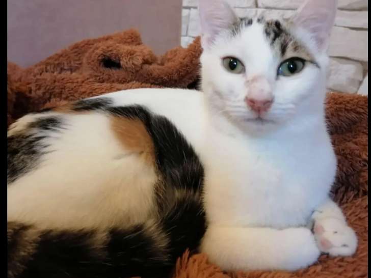 Adoption disponible : chatonne tigrée blanche