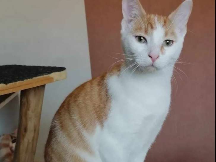 Chaton mâle roux et blanc à adopter