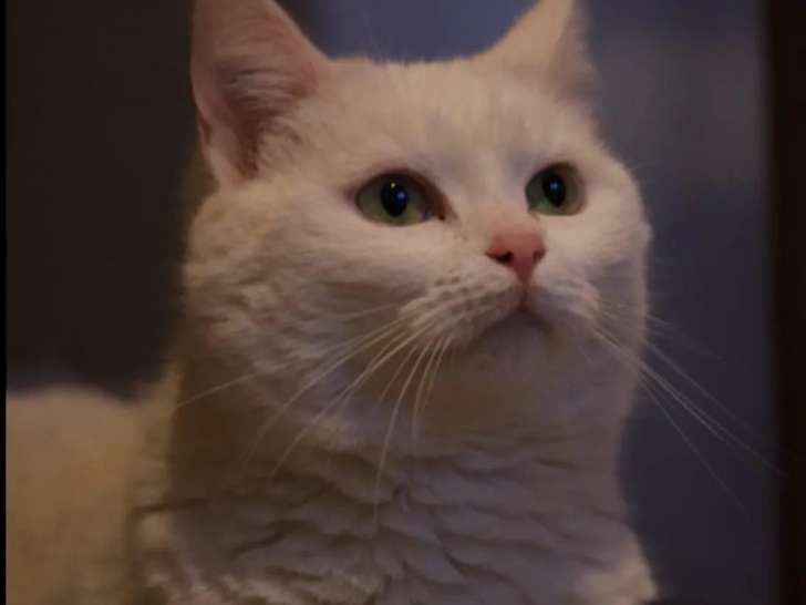Chatte blanche disponible à l'adoption