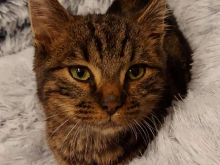 Chaton femelle de 7 mois en attente d’adoption