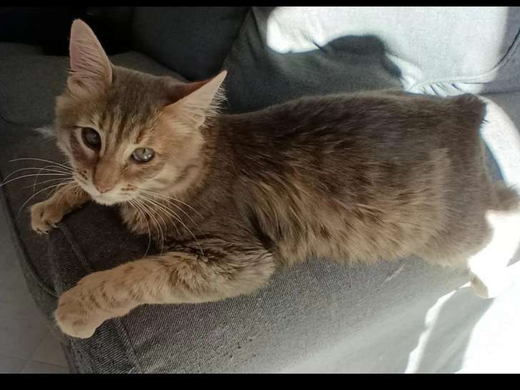 Chatte d'un an prête pour l'adoption