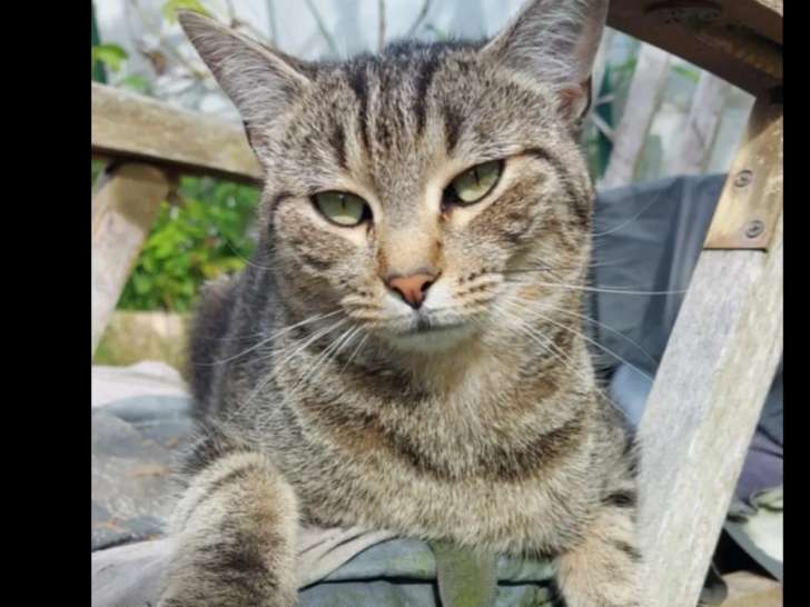 Chat tigré en attente d'un foyer