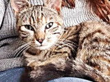 Chatonne tigrée à accueillir
