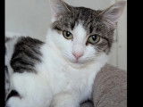 Adoption disponible : chaton mâle tigré blanc