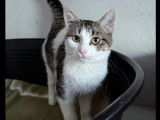 Adoption disponible : chaton mâle tigré blanc