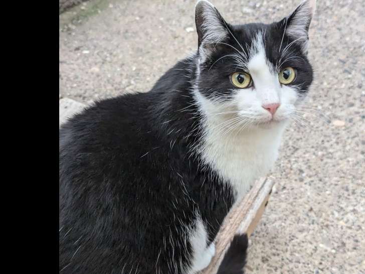 Chaton mâle de 11 mois à la recherche d'un foyer