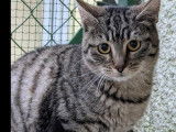 À adopter, chat tigré gris