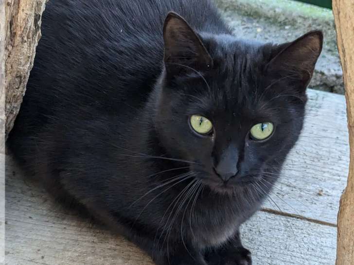 Disponible à l'adoption, chatonne de 11 mois