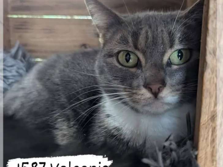 En attente d'adoption, chatte âgée de 4 ans