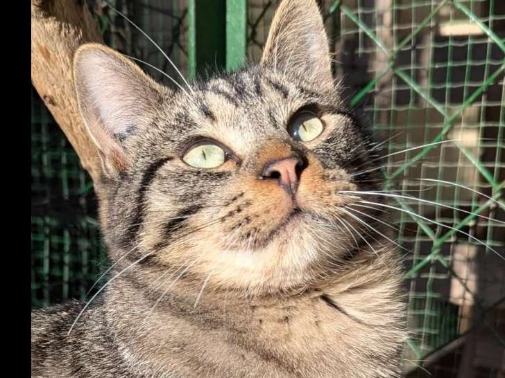 Prêt pour l'adoption, chaton mâle de 9 mois