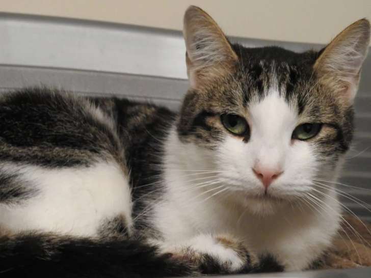 En attente d'une famille, chat au pelage tigré blanc