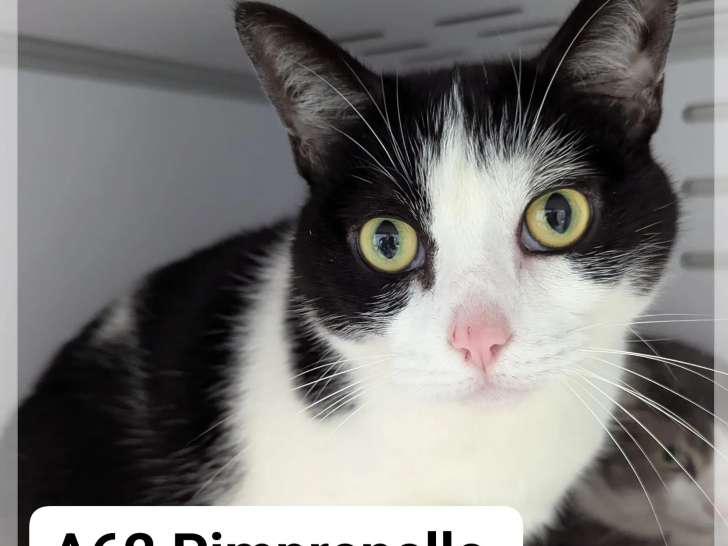 À accueillir, chatte âgée de 7 ans
