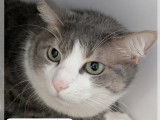 En quête d'une famille, chat gris et blanc