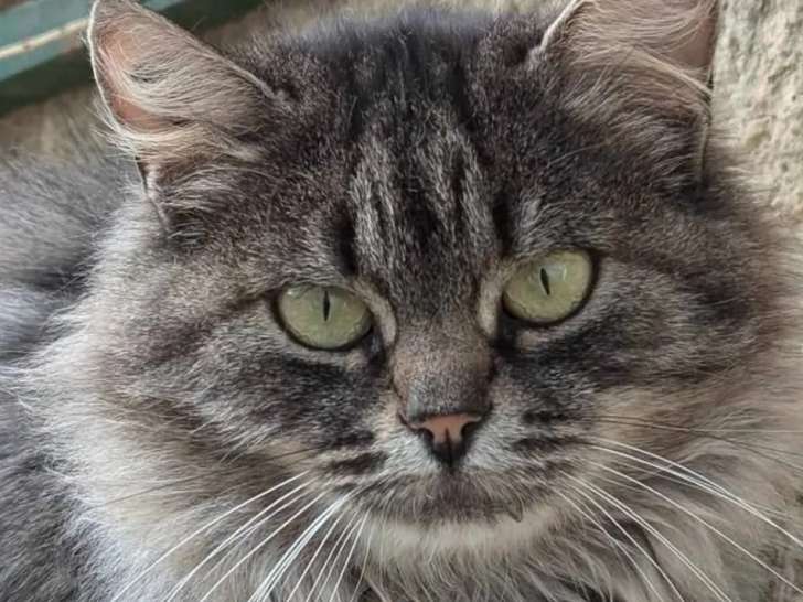 Adoption disponible : chatte de 3 ans