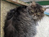 Adoption disponible : chatte de 3 ans