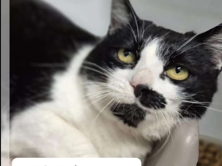 À la recherche d’une famille, chatte noire et blanche