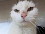 À adopter : chat adulte au pelage blanc