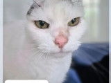 À adopter : chat adulte au pelage blanc