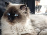 Mâle British Longhair disponible pour saillie